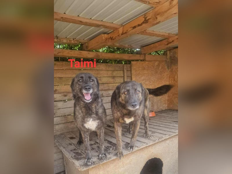 TAIMI - sucht ihre Menschen TAIMI - sucht ihre Menschen