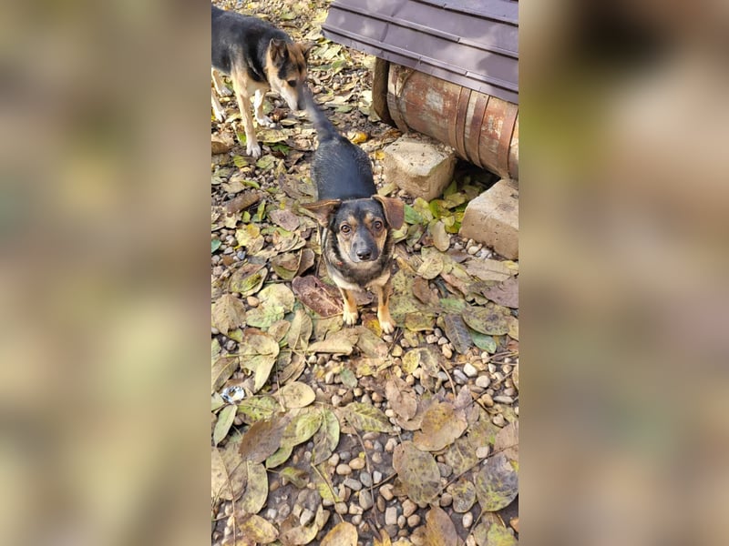 SANDY - hofft auf tolle Menschen
