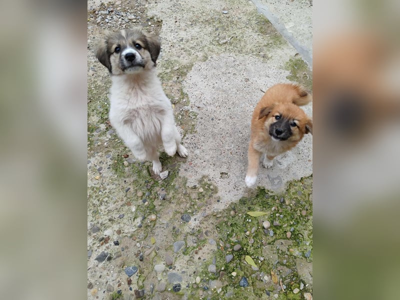 DORI - kleine Frohnatur auf der Suche nach dem großem Glück