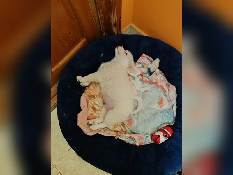 BOBO - toller Hundebub BOBO - toller Hundebub