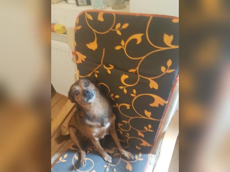 BOBBY - süßer Opa sucht seine Menschen BOBBY - süßer Opa sucht seine Menschen