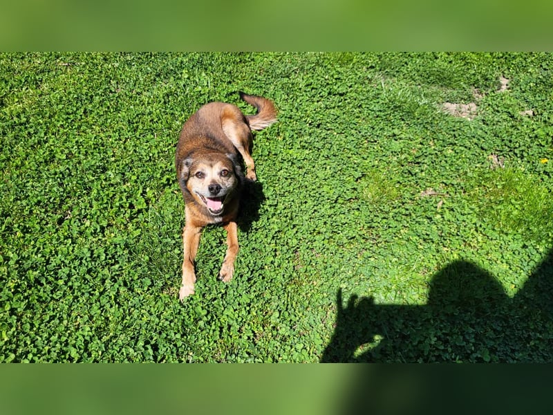 BOBBY - süßer Opa sucht seine Menschen BOBBY - süßer Opa sucht seine Menschen