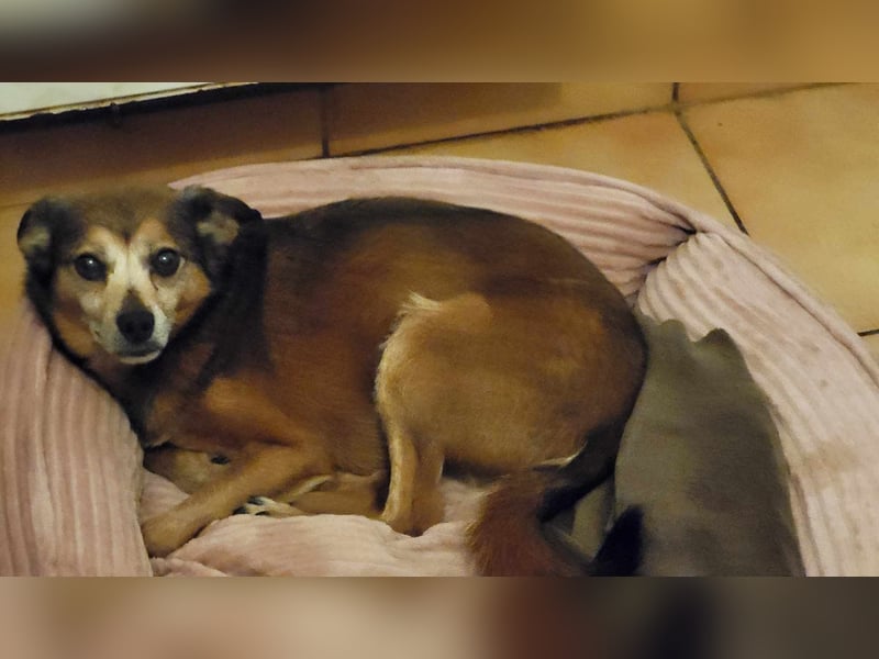 BOBBY - süßer Opa sucht seine Menschen BOBBY - süßer Opa sucht seine Menschen