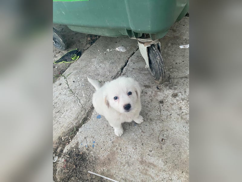 BOBO - toller Hundebub BOBO - toller Hundebub