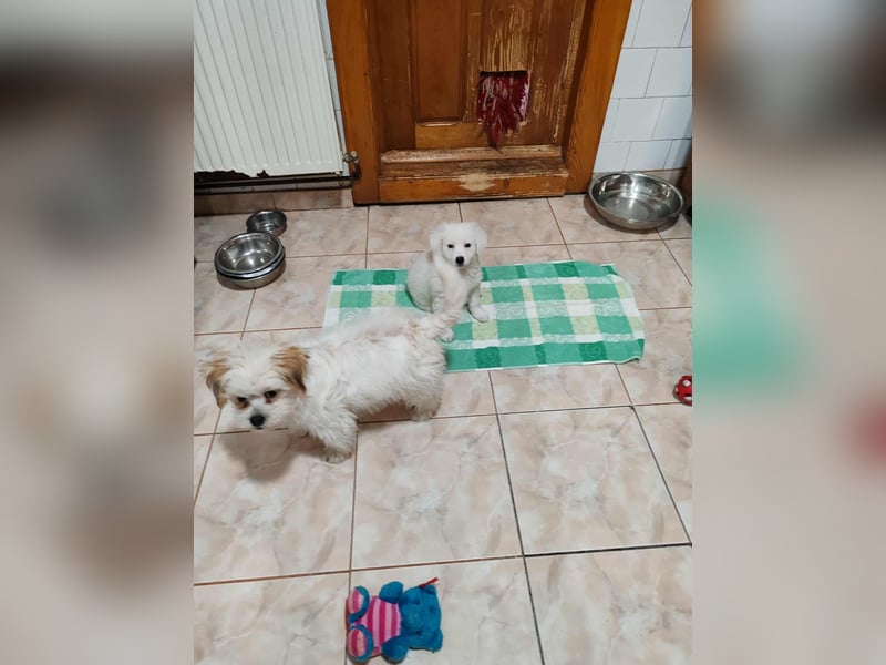 BOBO - toller Hundebub BOBO - toller Hundebub