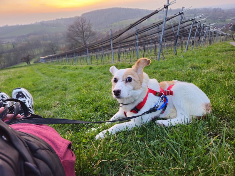 Mia sucht ihr Traumzuhause