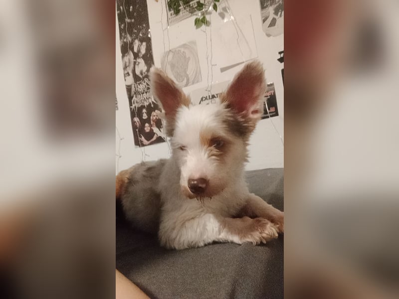 meine wundervolle Livi sucht ein neues zu Hause