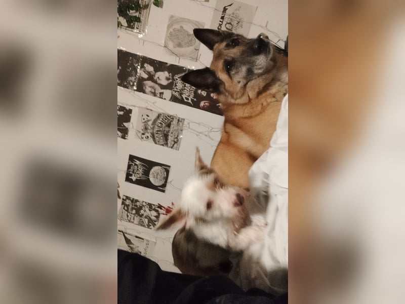 meine wundervolle Livi sucht ein neues zu Hause