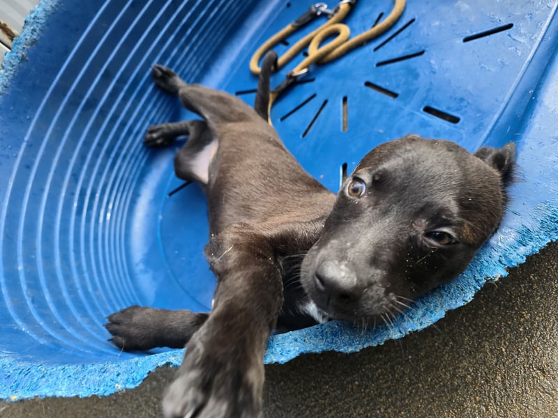 Lalita: spielen, kuscheln, die Welt entdecken