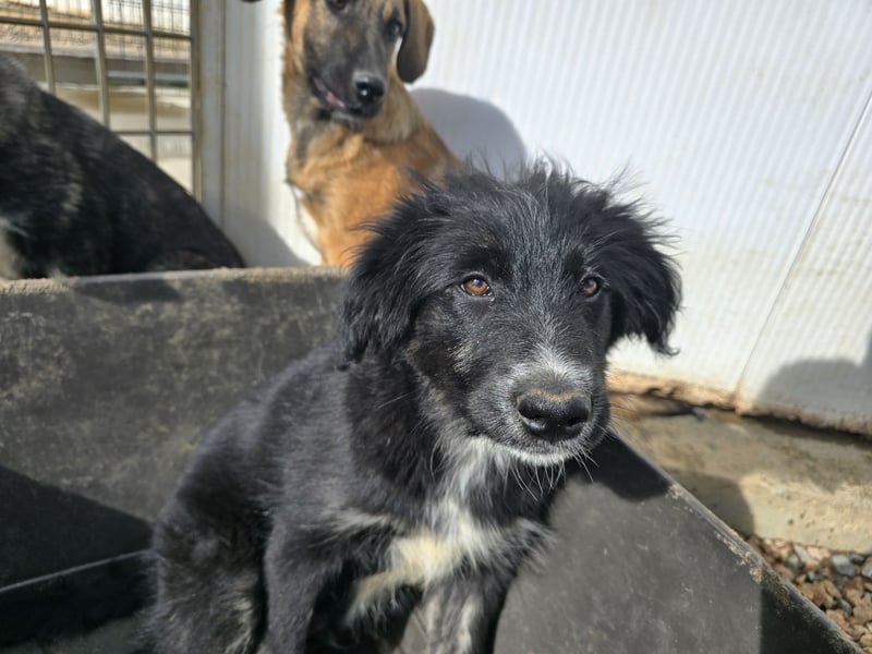 Pumba: kleines Herz sucht großes Glück