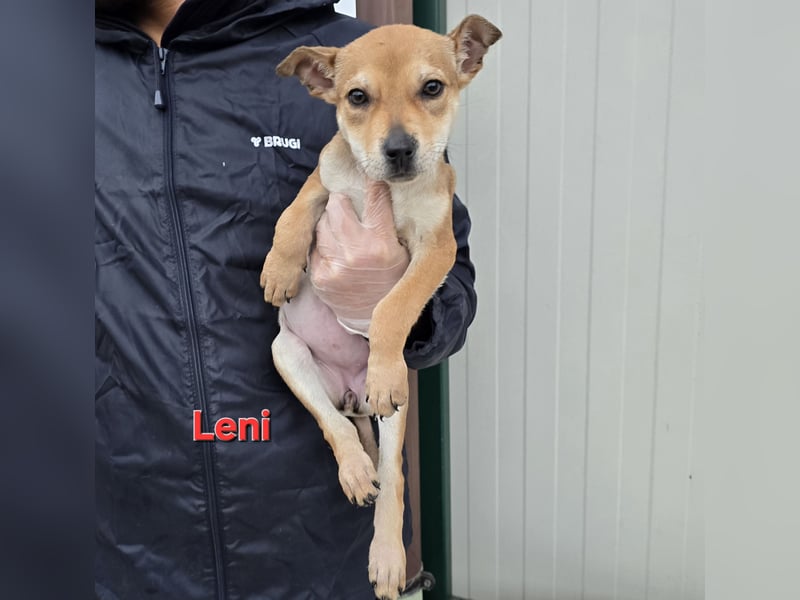 Lovi: 9 kleine Zwerge suchen ihr Glück