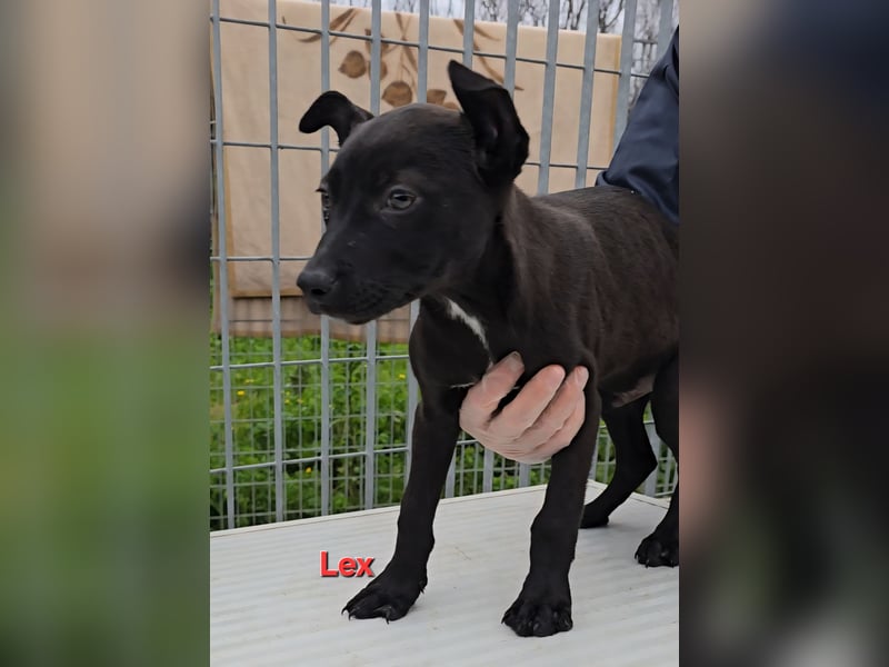 Lovi: 9 kleine Zwerge suchen ihr Glück