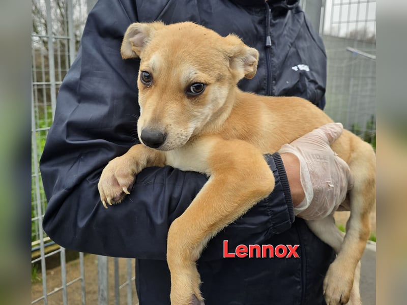 Lennox: wer spielt mit mir?