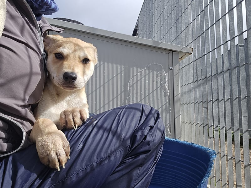 Lennox: wer spielt mit mir?