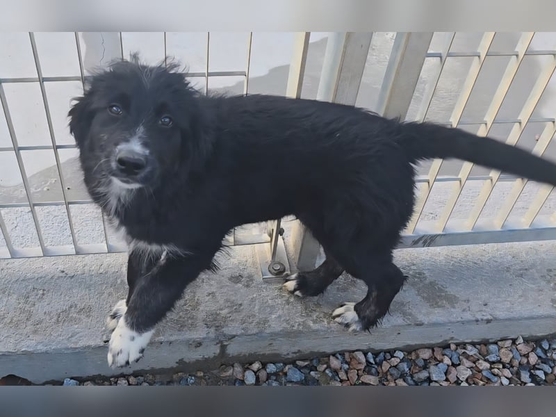 Pumba: kleines Herz sucht großes Glück