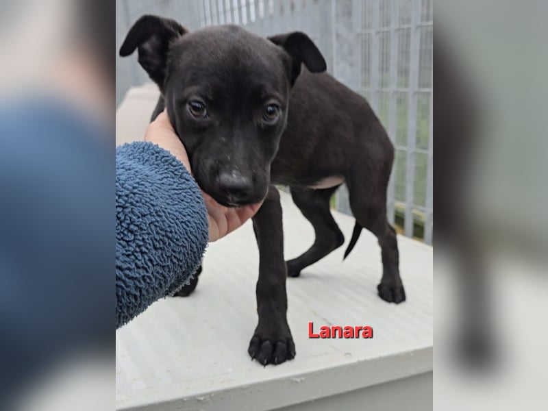 Lovi: 9 kleine Zwerge suchen ihr Glück