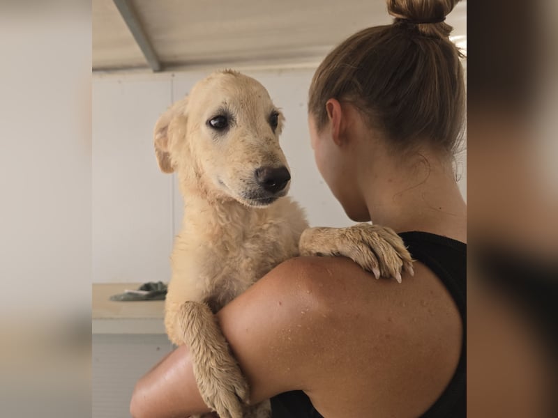 Gino: wer will mit mir spielen und kuscheln?