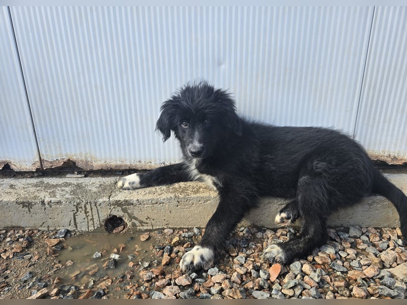 Pumba: kleines Herz sucht großes Glück