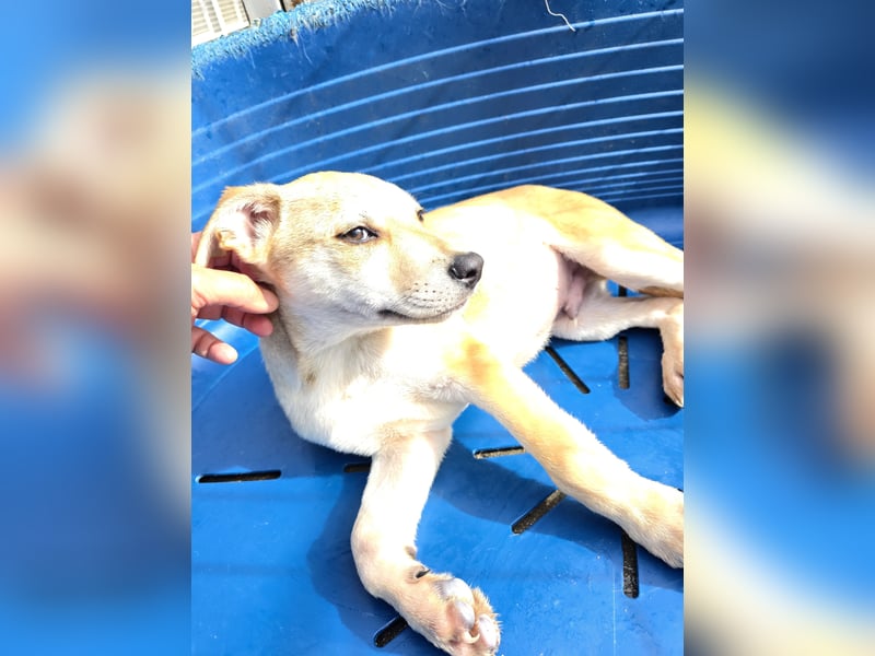 Lennox: wer spielt mit mir?