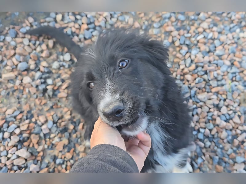 Pumba: kleines Herz sucht großes Glück