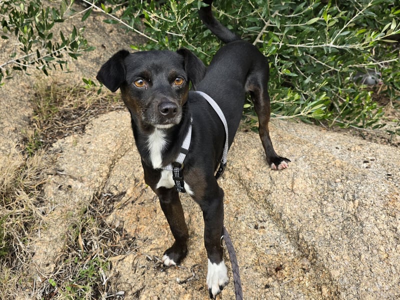 Nerino: ein Schatz für "überall mit dabei"