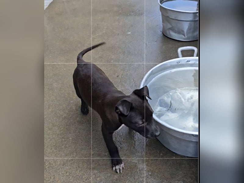 Lanara: wer spielt und kuschelt mit mir?