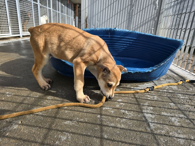 Lennox: wer spielt mit mir?