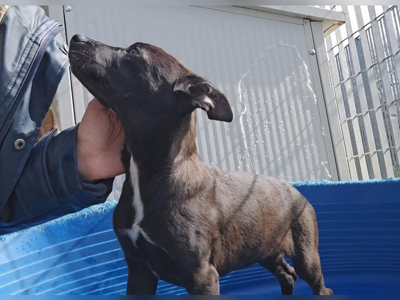 Lalita: spielen, kuscheln, die Welt entdecken