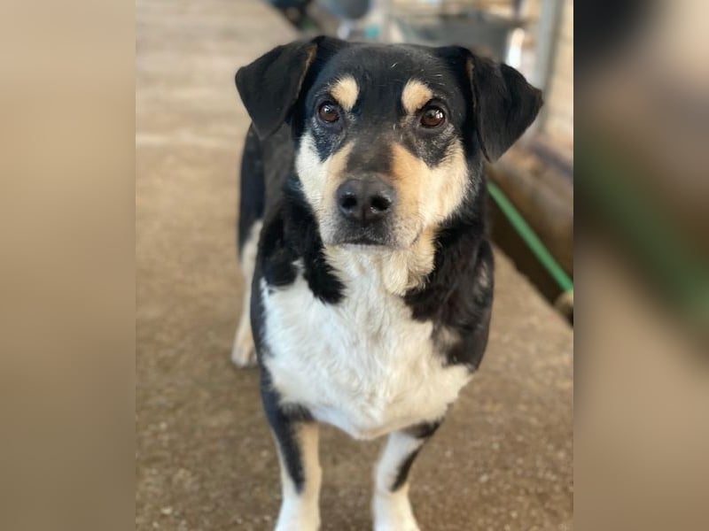 Elyas, geb. ca. 03/2023, lebt in GRIECHENLAND, im städt. Tierheim Serres