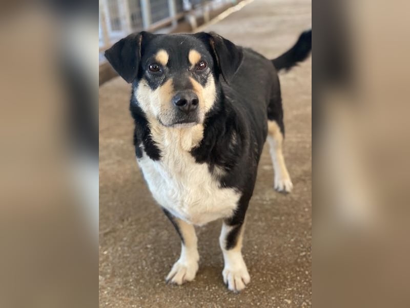 Elyas, geb. ca. 03/2023, lebt in GRIECHENLAND, im städt. Tierheim Serres