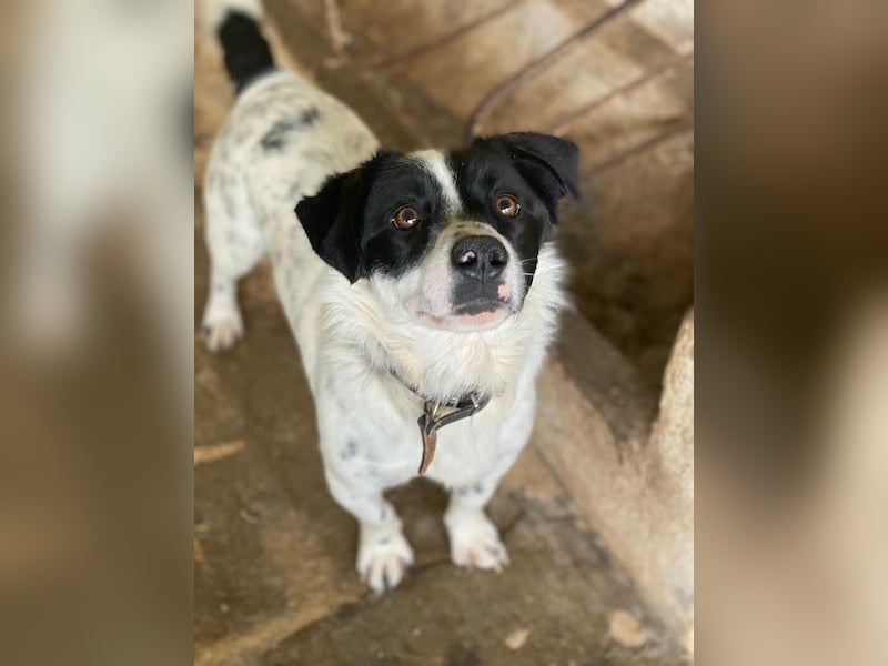 Skittles, geb. ca. 12/2023, lebt in GRIECHENLAND, auf einer privaten Pflegestelle