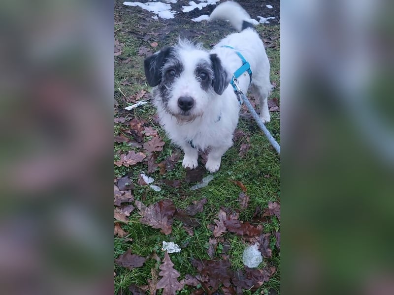 Gisela, klein, knuffig, gemütlich, süß, sucht Körbchen für immer