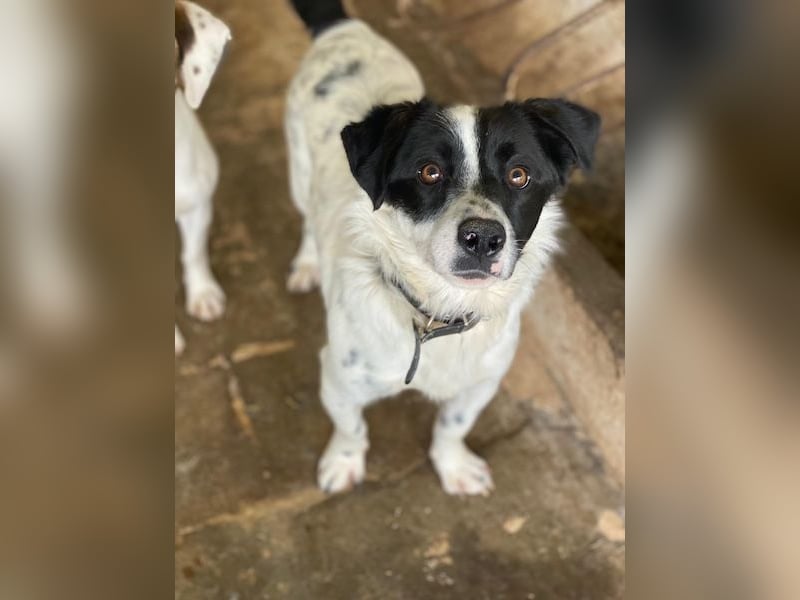 Skittles, geb. ca. 12/2023, lebt in GRIECHENLAND, auf einer privaten Pflegestelle