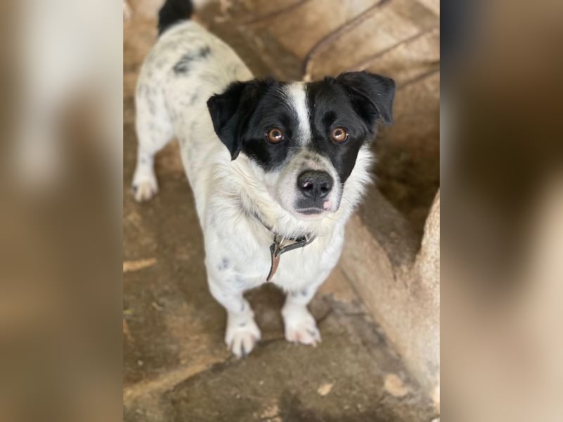 Skittles, geb. ca. 12/2023, lebt in GRIECHENLAND, auf einer privaten Pflegestelle