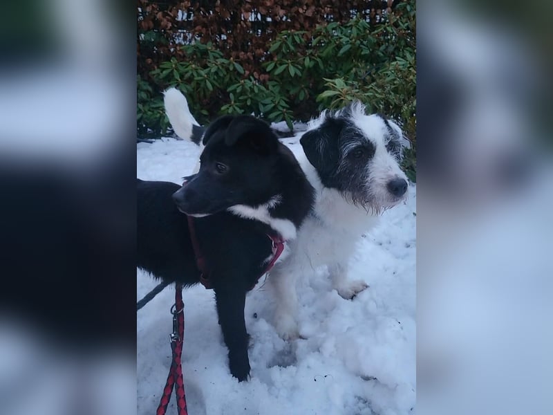 Gisela, klein, knuffig, gemütlich, süß, sucht Körbchen für immer
