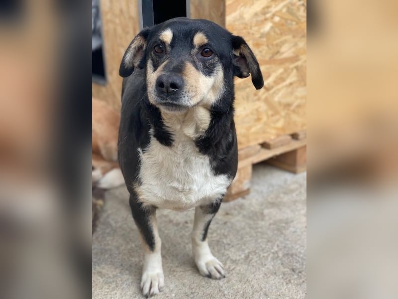 Elyas, geb. ca. 03/2023, lebt in GRIECHENLAND, im städt. Tierheim Serres