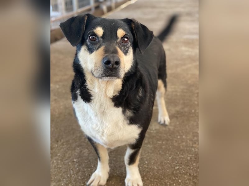 Elyas, geb. ca. 03/2023, lebt in GRIECHENLAND, im städt. Tierheim Serres