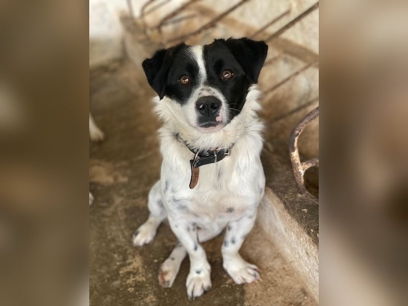 Skittles, geb. ca. 12/2023, lebt in GRIECHENLAND, auf einer privaten Pflegestelle