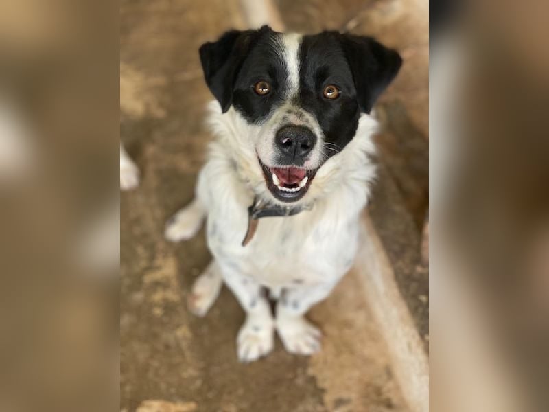 Skittles, geb. ca. 12/2023, lebt in GRIECHENLAND, auf einer privaten Pflegestelle