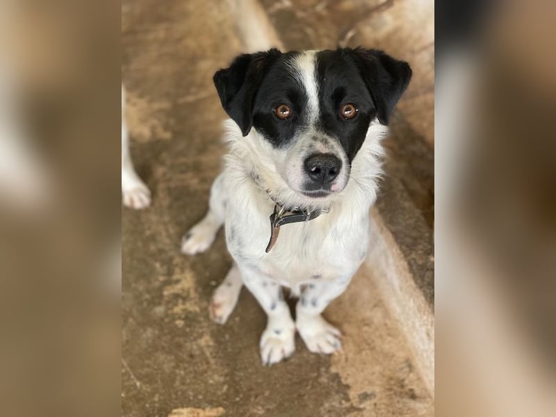 Skittles, geb. ca. 12/2023, lebt in GRIECHENLAND, auf einer privaten Pflegestelle