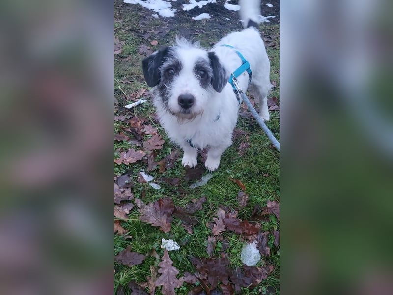 Gisela, klein, knuffig, gemütlich, süß, sucht Körbchen für immer