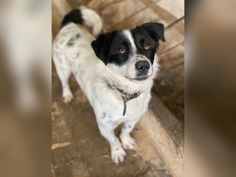 Skittles, geb. ca. 12/2023, lebt in GRIECHENLAND, auf einer privaten Pflegestelle