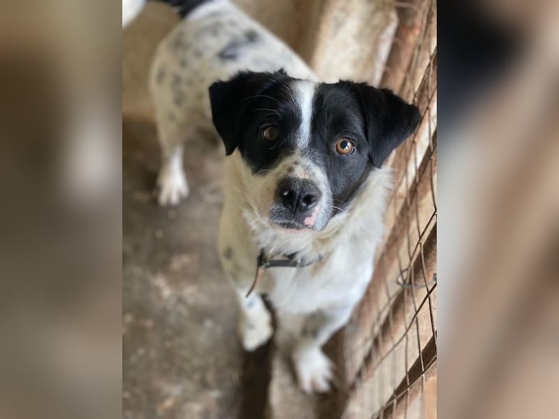 Skittles, geb. ca. 12/2023, lebt in GRIECHENLAND, auf einer privaten Pflegestelle