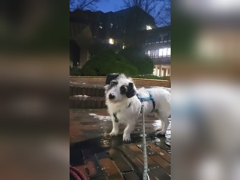 Gisela, klein, knuffig, gemütlich, süß, sucht Körbchen für immer