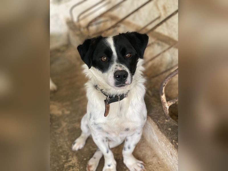 Skittles, geb. ca. 12/2023, lebt in GRIECHENLAND, auf einer privaten Pflegestelle