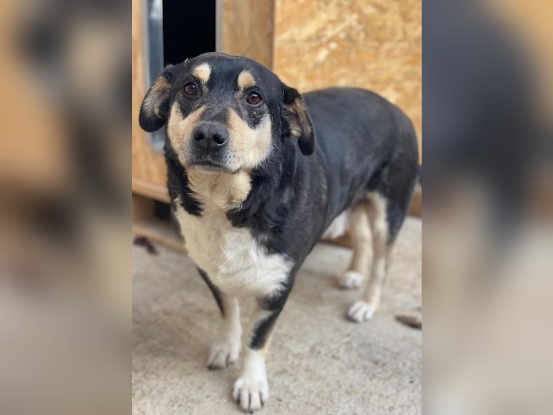 Elyas, geb. ca. 03/2023, lebt in GRIECHENLAND, im städt. Tierheim Serres