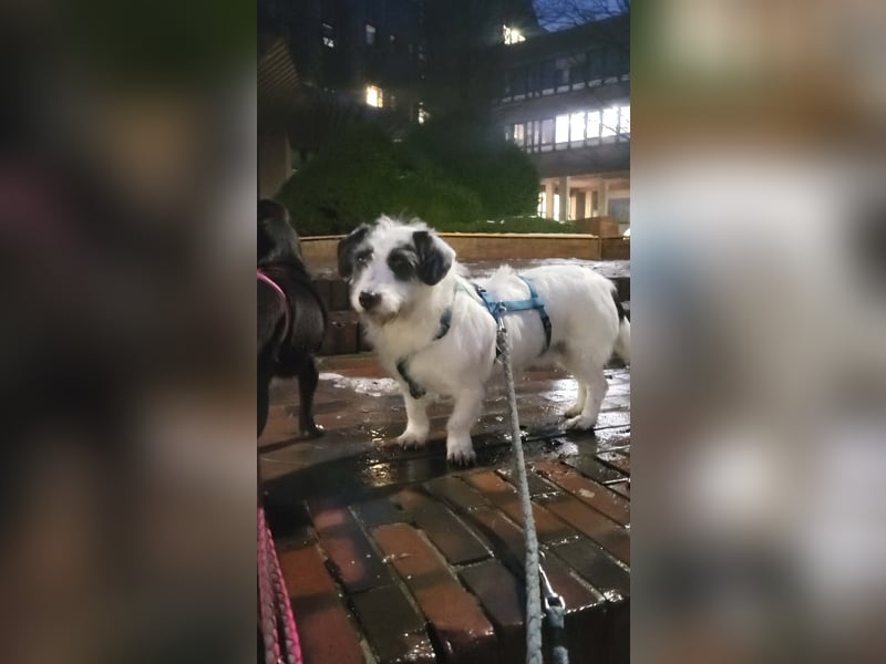 Gisela, klein, knuffig, gemütlich, süß, sucht Körbchen für immer