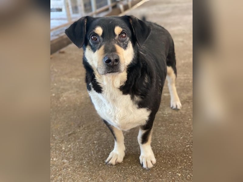 Elyas, geb. ca. 03/2023, lebt in GRIECHENLAND, im städt. Tierheim Serres