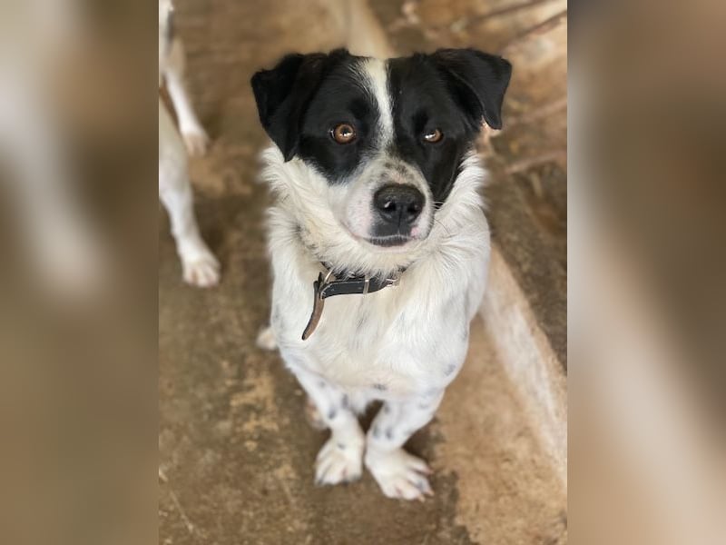 Skittles, geb. ca. 12/2023, lebt in GRIECHENLAND, auf einer privaten Pflegestelle