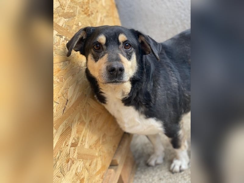 Elyas, geb. ca. 03/2023, lebt in GRIECHENLAND, im städt. Tierheim Serres